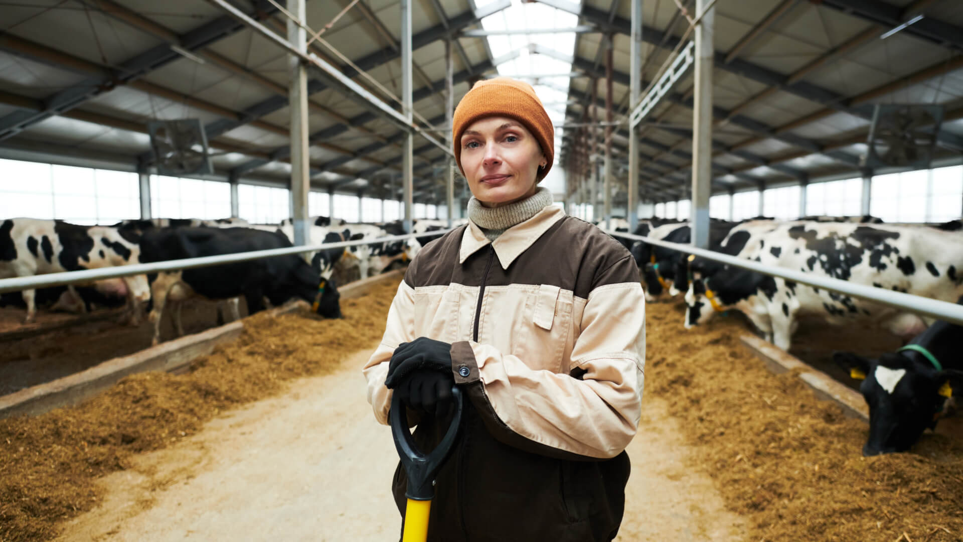 Woman in barn with shovel, surrounded by dairy cows.