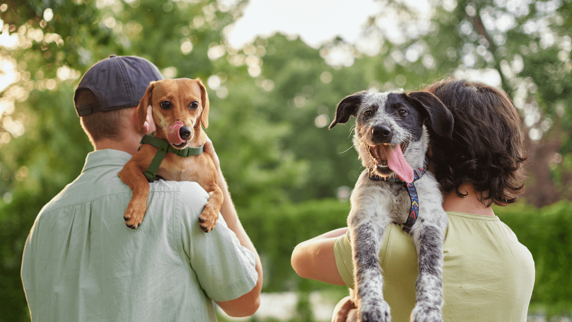 customer story petsmart still image