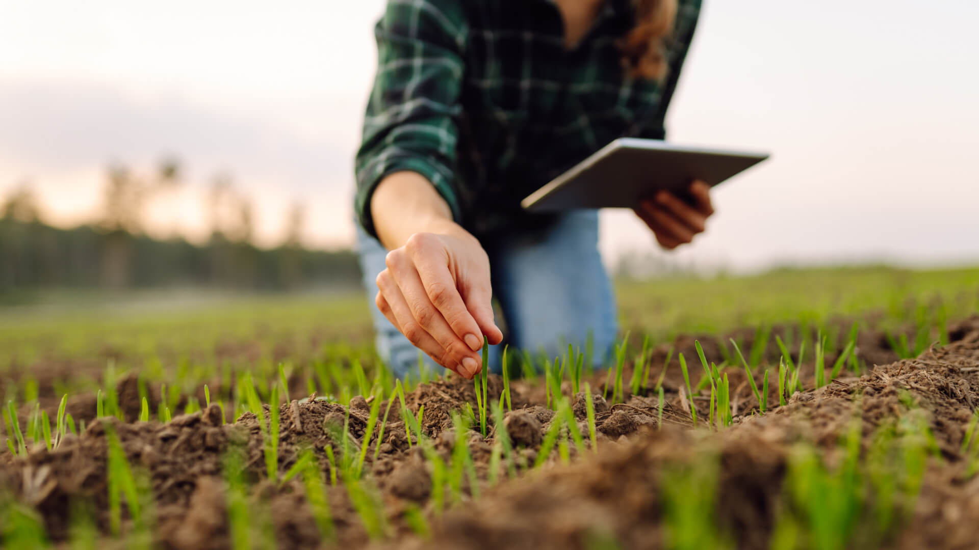 Person examining young plants in a field with a tablet.