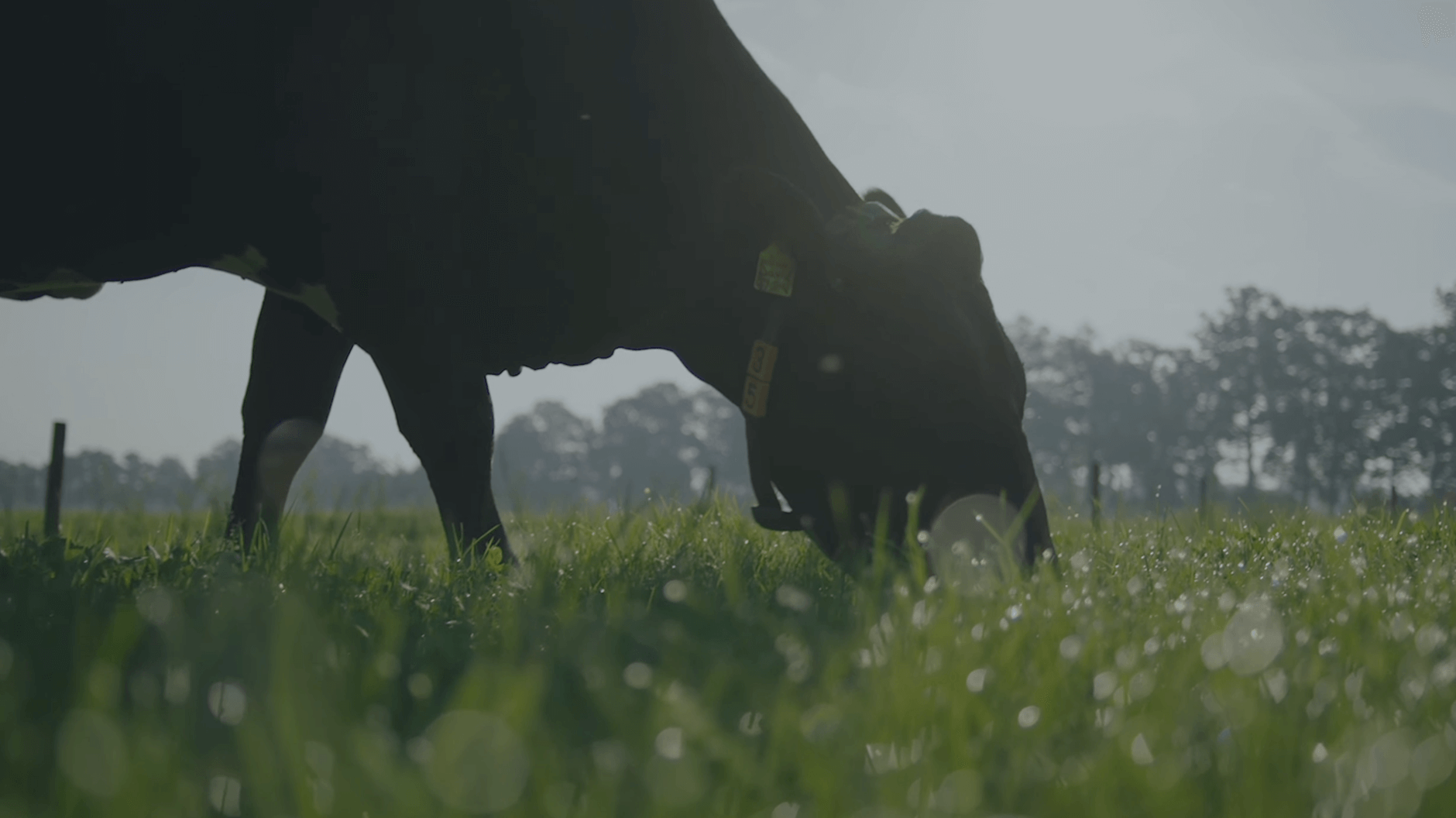 customer story frieslandcampina video load thumb