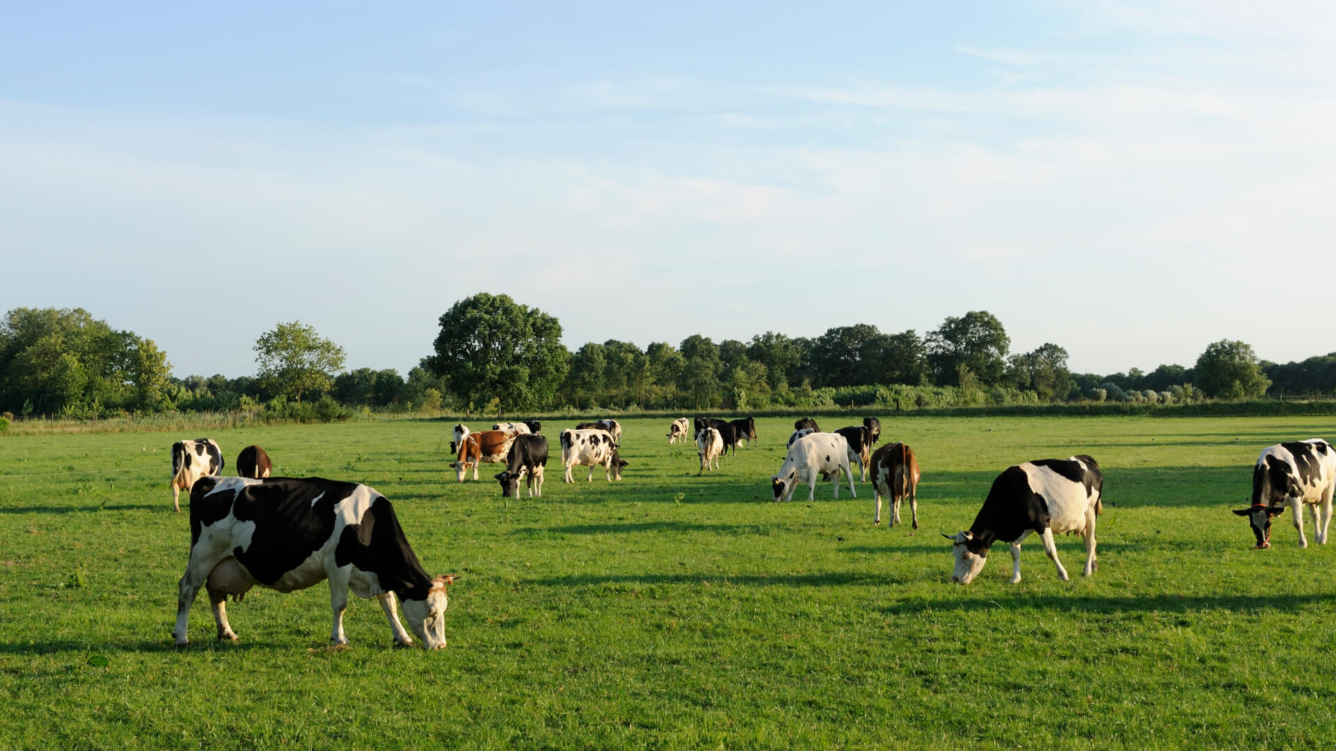 Herd of cows grazing on a green pasture under a blue sky.