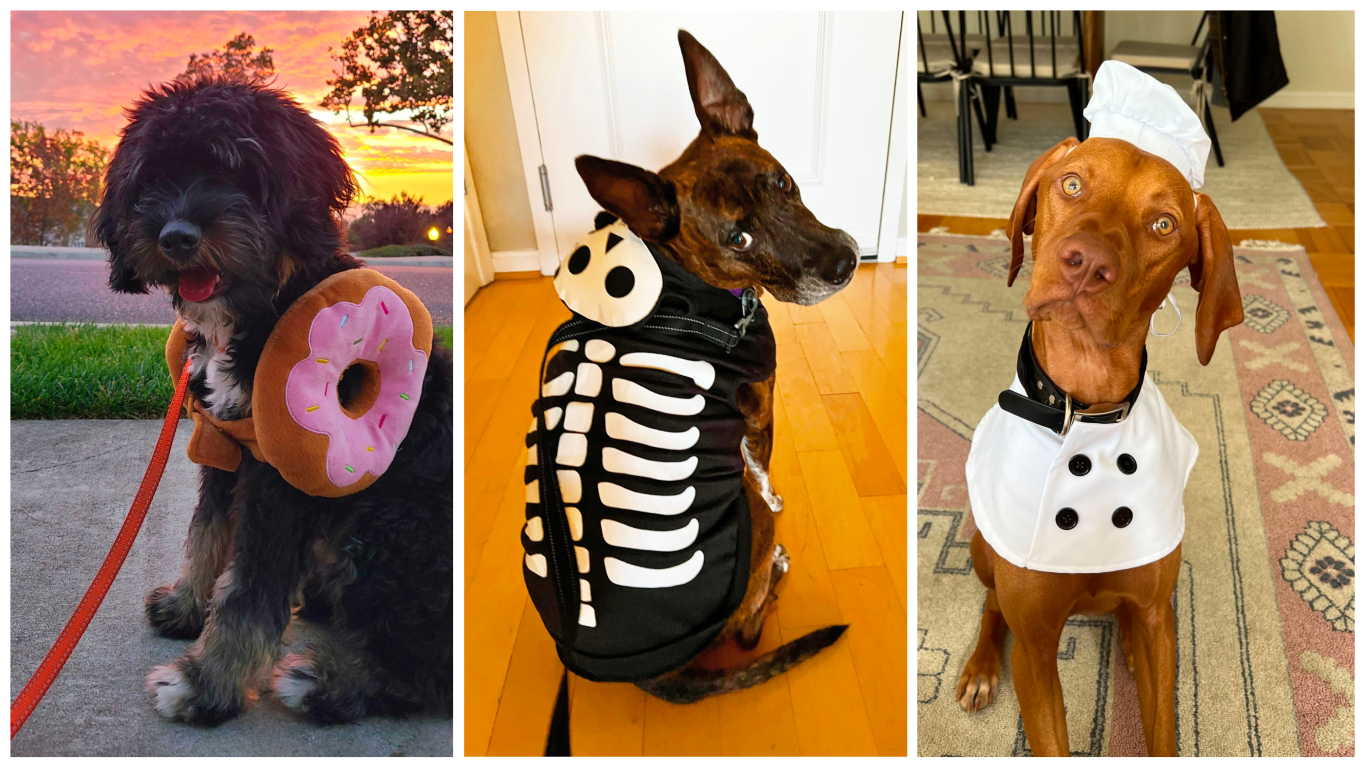 Halloween Pet Costumes