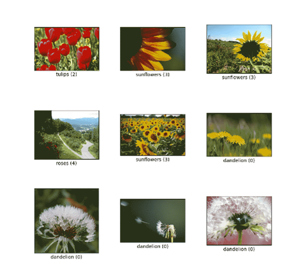 Figure 3: Flowers Dataset