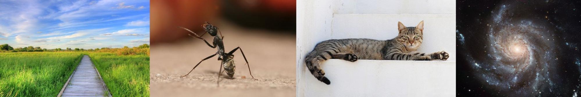 Generating image captions with batch inference