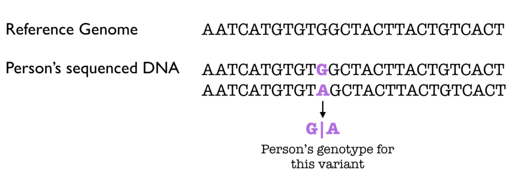 genotype